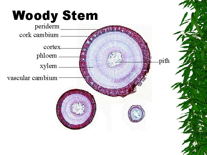 Woody Stem periderm cork cambium cortex phloem xylem vascular cambium pith 