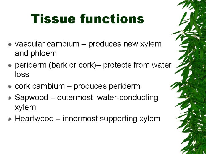 Tissue functions vascular cambium – produces new xylem and phloem periderm (bark or cork)–