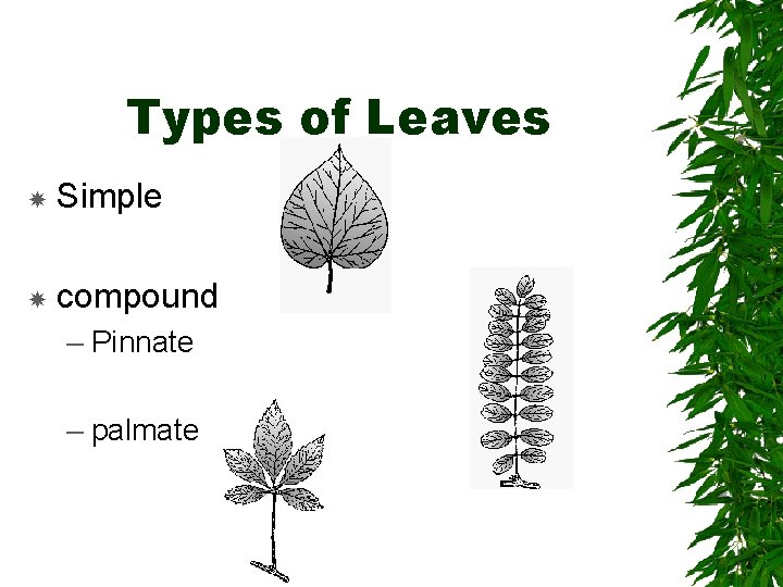 Types of Leaves Simple compound – Pinnate – palmate 