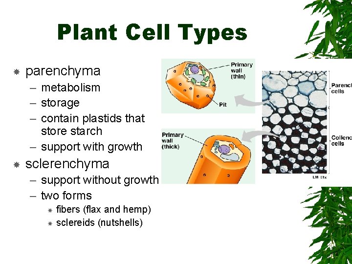 Plant Cell Types parenchyma – metabolism – storage – contain plastids that store starch