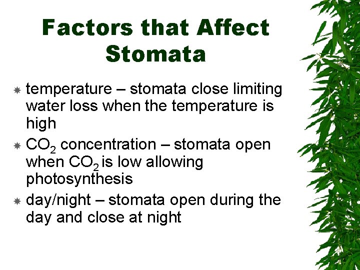 Factors that Affect Stomata temperature – stomata close limiting water loss when the temperature