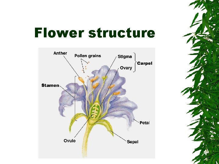 Flower structure 