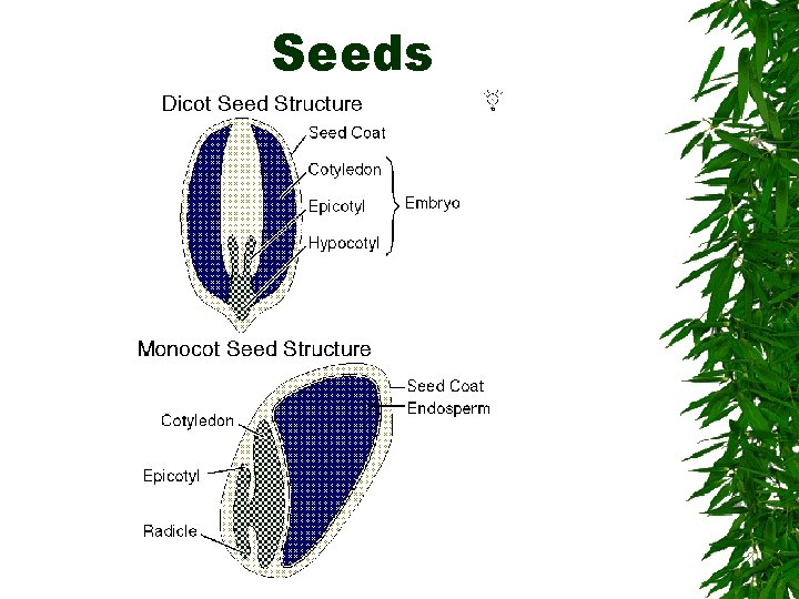 Seeds 