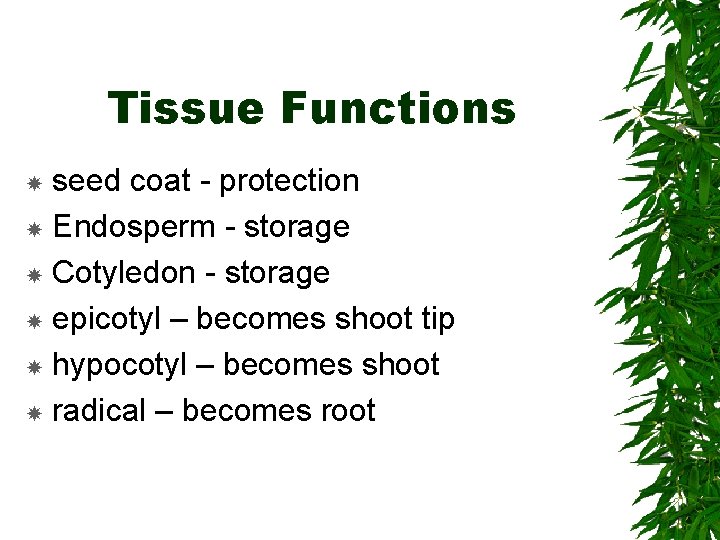 Tissue Functions seed coat - protection Endosperm - storage Cotyledon - storage epicotyl –