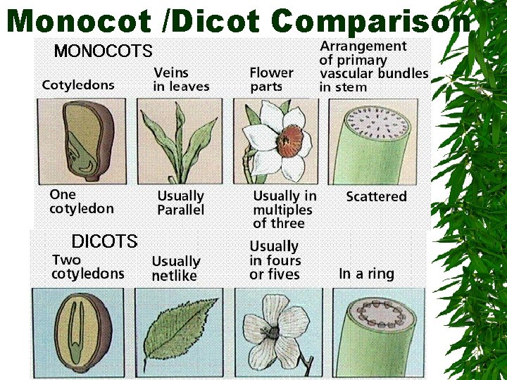 Monocot /Dicot Comparison 