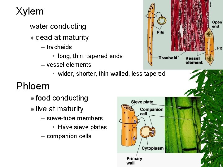 Xylem water conducting dead at maturity – tracheids • long, thin, tapered ends –