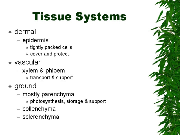 Tissue Systems dermal – epidermis tightly packed cells cover and protect vascular – xylem