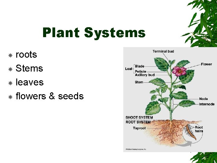 Plant Systems roots Stems leaves flowers & seeds 