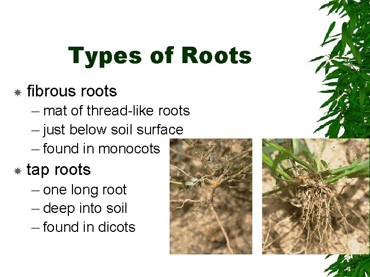 Types of Roots fibrous roots – mat of thread-like roots – just below soil