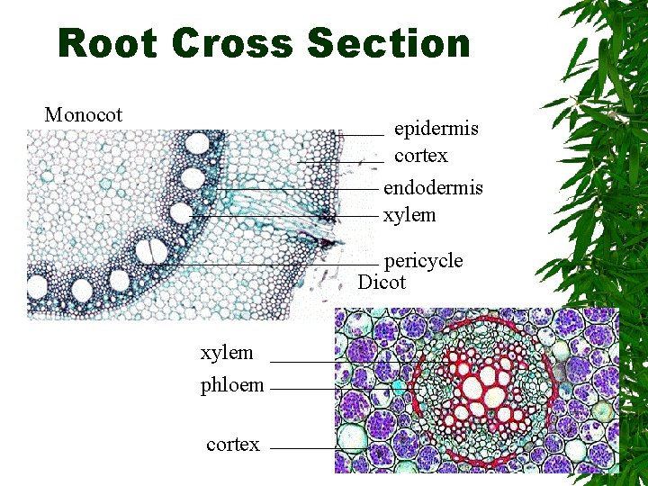 Root Cross Section Monocot epidermis cortex endodermis xylem pericycle Dicot xylem phloem cortex 