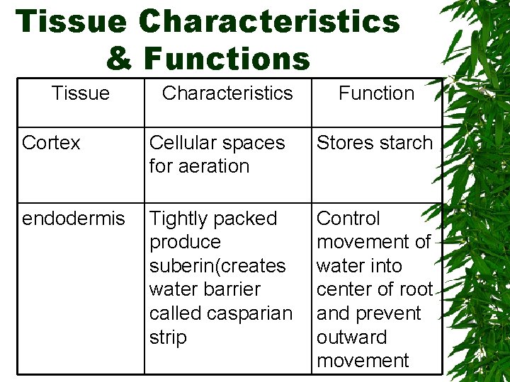 Tissue Characteristics & Functions Tissue Characteristics Function Cortex Cellular spaces for aeration Stores starch