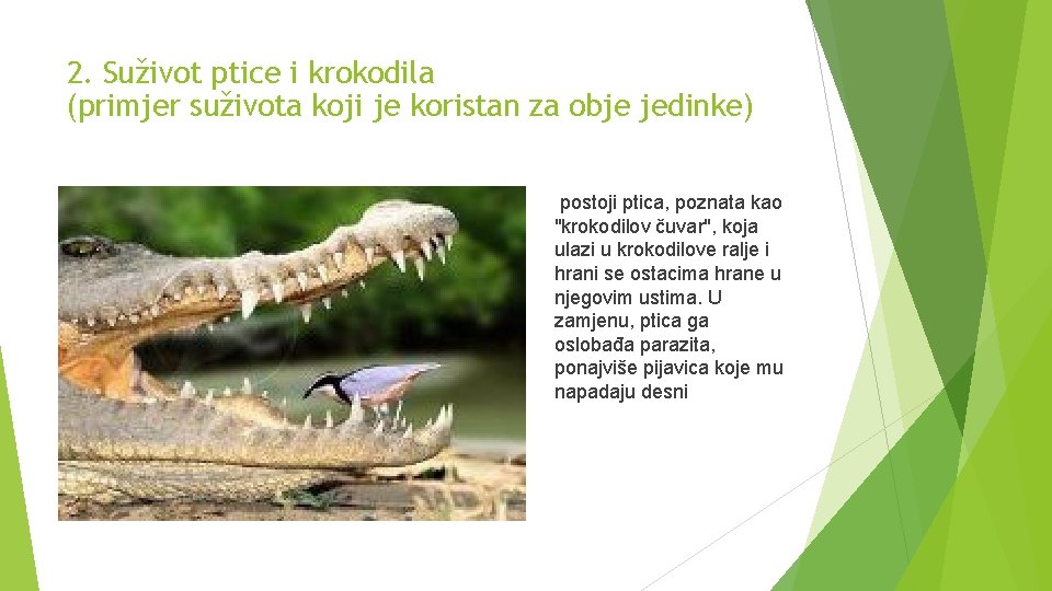 2. Suživot ptice i krokodila (primjer suživota koji je koristan za obje jedinke) postoji