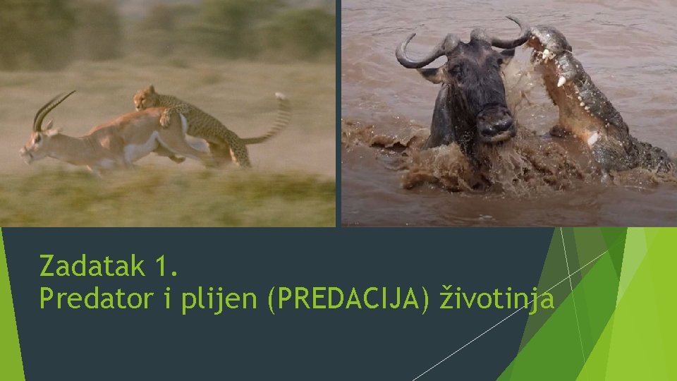 Zadatak 1. Predator i plijen (PREDACIJA) životinja 