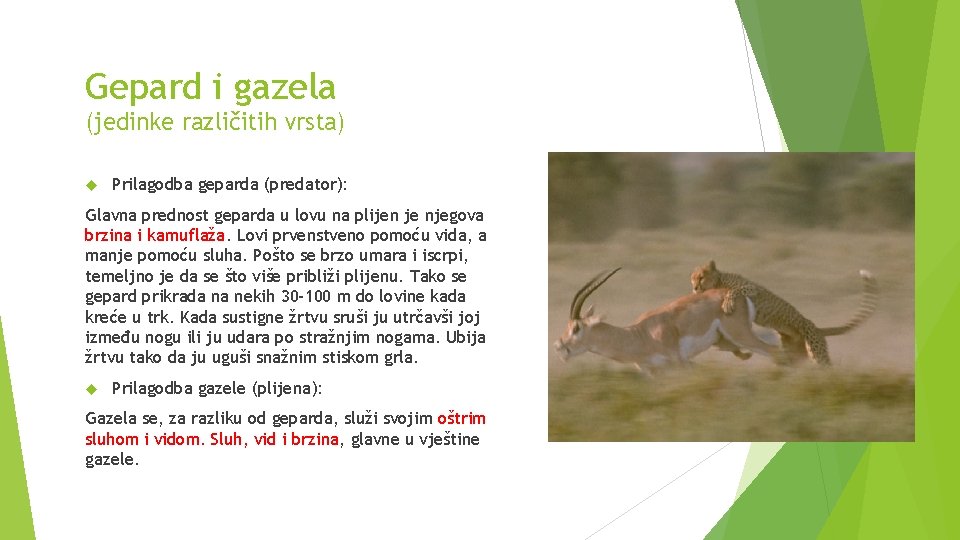 Gepard i gazela (jedinke različitih vrsta) Prilagodba geparda (predator): Glavna prednost geparda u lovu