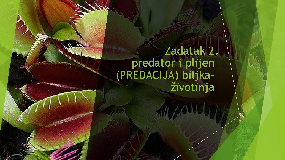 Zadatak 2. predator i plijen (PREDACIJA) biljkaživotinja 