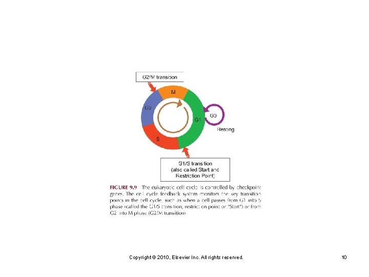 Copyright © 2010, Elsevier Inc. All rights reserved. 10 