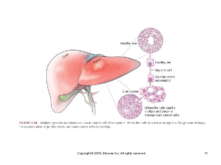 Copyright © 2010, Elsevier Inc. All rights reserved. 11 