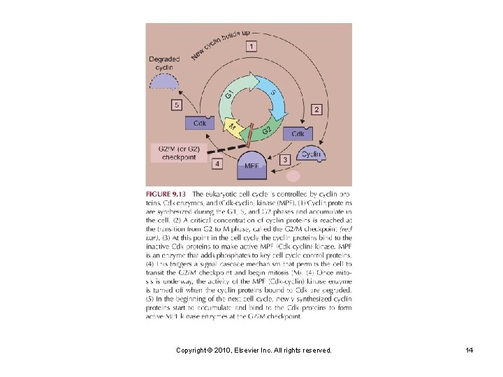 Copyright © 2010, Elsevier Inc. All rights reserved. 14 