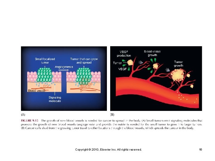 Copyright © 2010, Elsevier Inc. All rights reserved. 16 