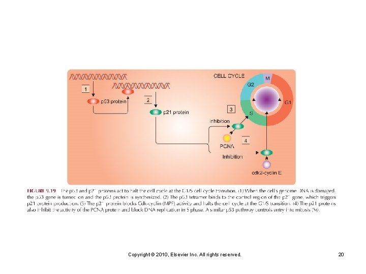 Copyright © 2010, Elsevier Inc. All rights reserved. 20 