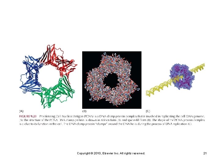 Copyright © 2010, Elsevier Inc. All rights reserved. 21 