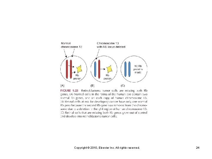Copyright © 2010, Elsevier Inc. All rights reserved. 24 
