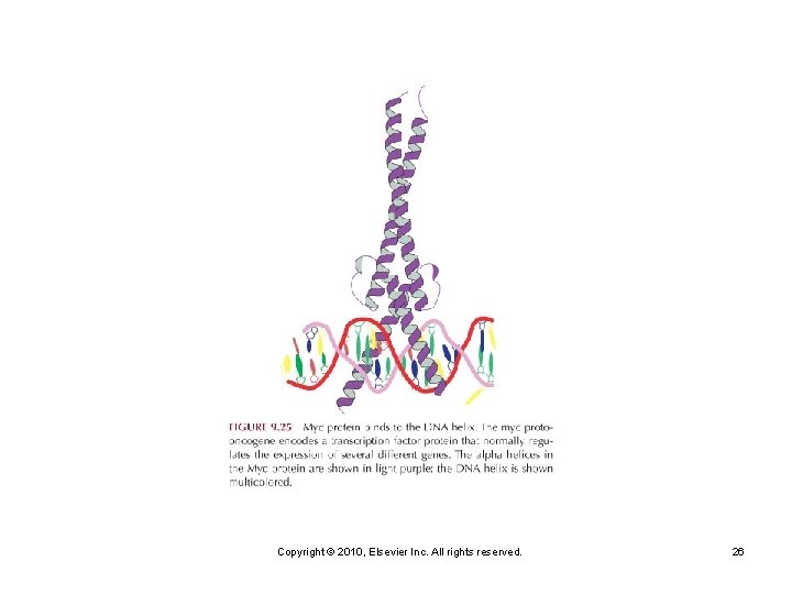 Copyright © 2010, Elsevier Inc. All rights reserved. 26 