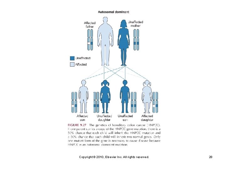 Copyright © 2010, Elsevier Inc. All rights reserved. 28 