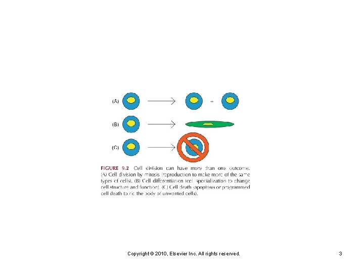Copyright © 2010, Elsevier Inc. All rights reserved. 3 