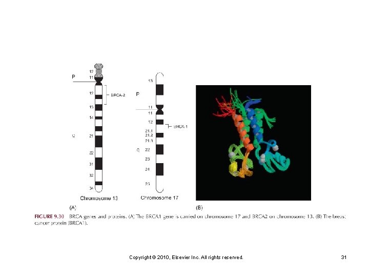Copyright © 2010, Elsevier Inc. All rights reserved. 31 