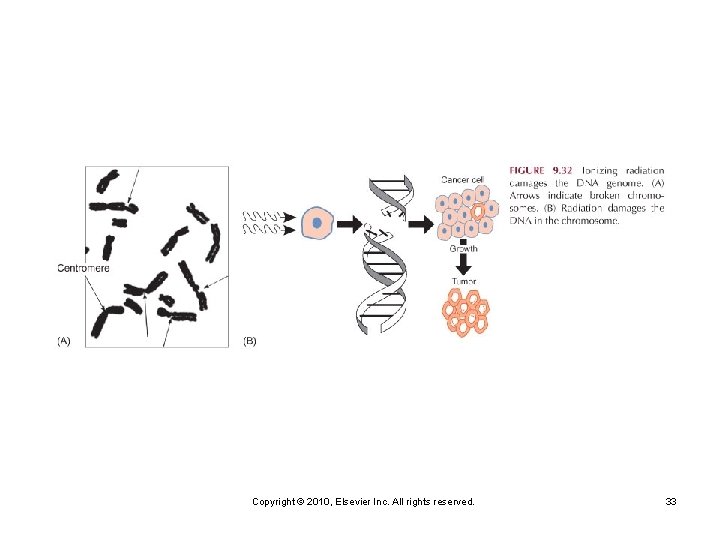Copyright © 2010, Elsevier Inc. All rights reserved. 33 
