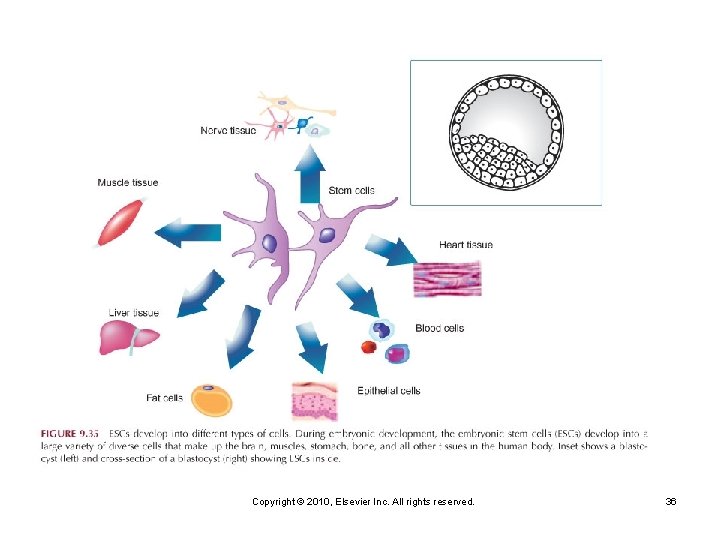 Copyright © 2010, Elsevier Inc. All rights reserved. 36 