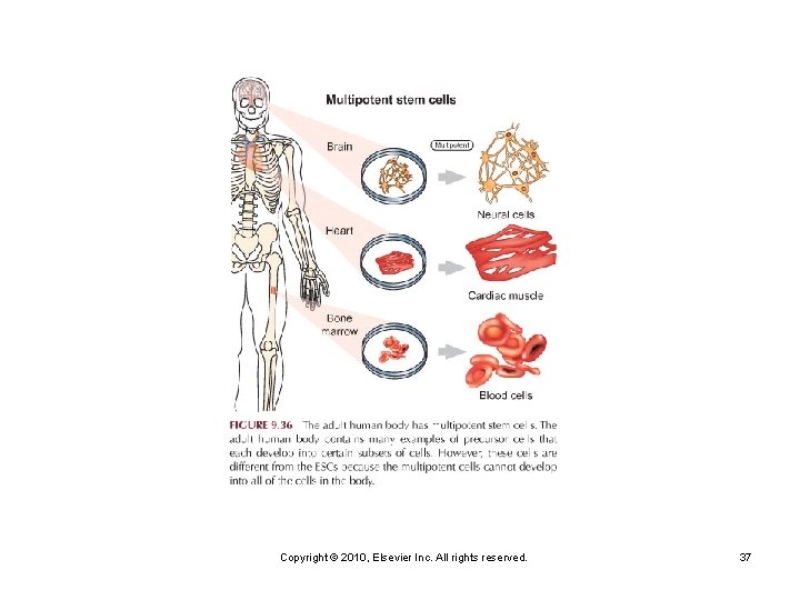 Copyright © 2010, Elsevier Inc. All rights reserved. 37 