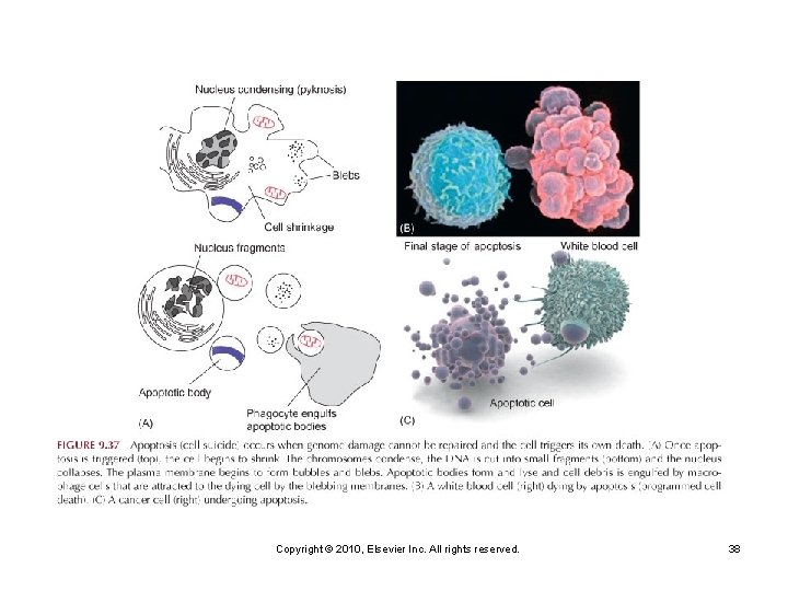 Copyright © 2010, Elsevier Inc. All rights reserved. 38 