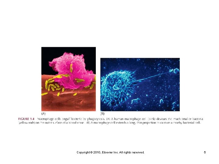 Copyright © 2010, Elsevier Inc. All rights reserved. 5 