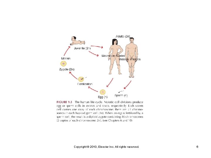 Copyright © 2010, Elsevier Inc. All rights reserved. 6 