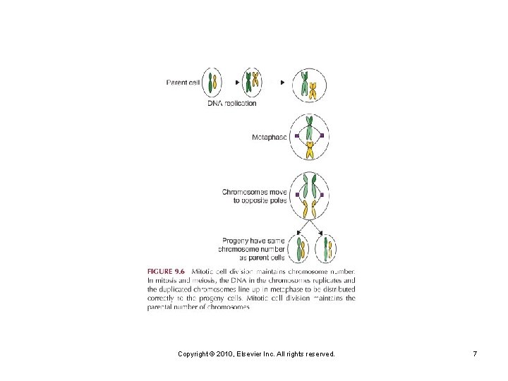 Copyright © 2010, Elsevier Inc. All rights reserved. 7 