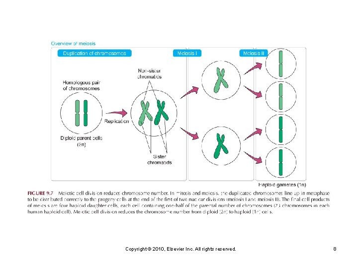 Copyright © 2010, Elsevier Inc. All rights reserved. 8 