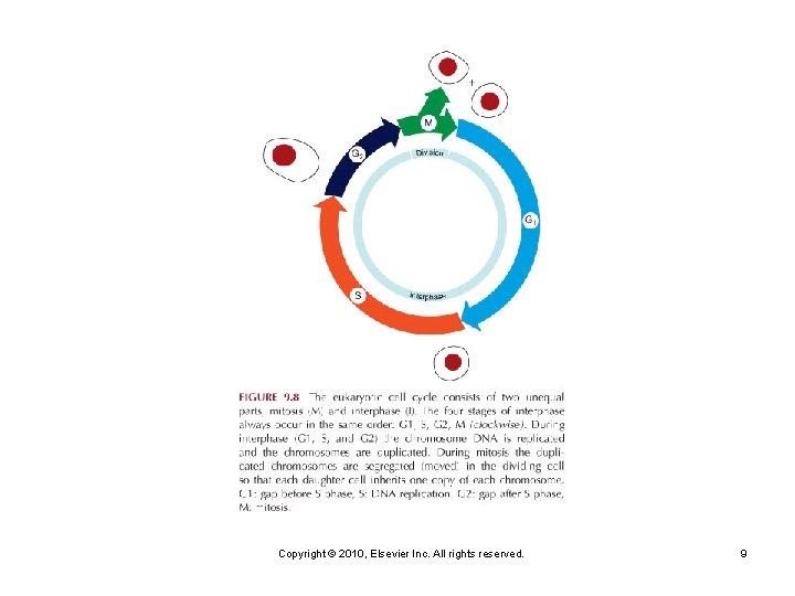 Copyright © 2010, Elsevier Inc. All rights reserved. 9 