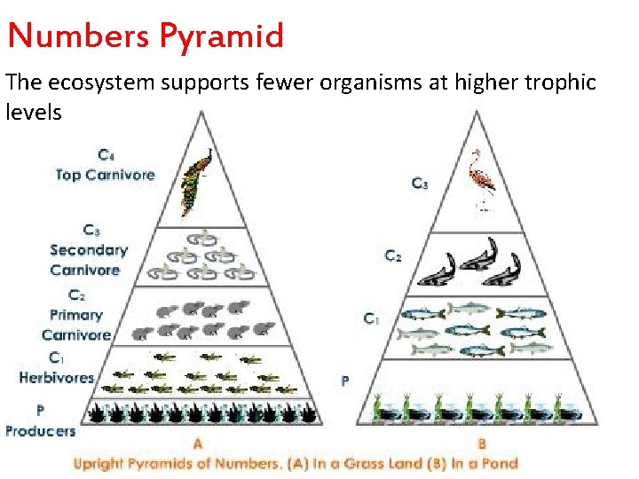 Numbers Pyramid The ecosystem supports fewer organisms at higher trophic levels 