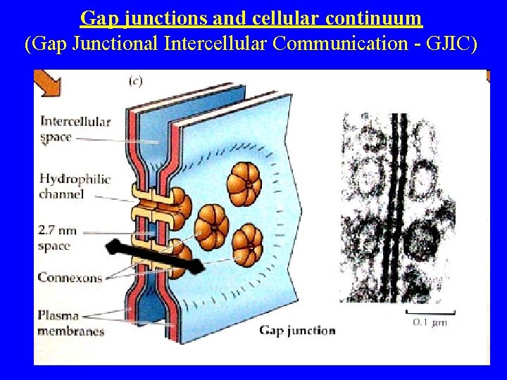 Gap junctions and cellular continuum (Gap Junctional Intercellular Communication - GJIC) 