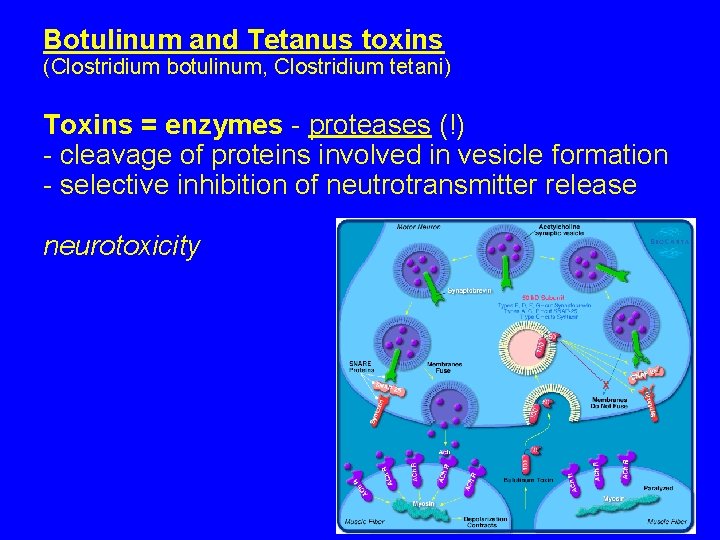 Botulinum and Tetanus toxins (Clostridium botulinum, Clostridium tetani) Toxins = enzymes - proteases (!)