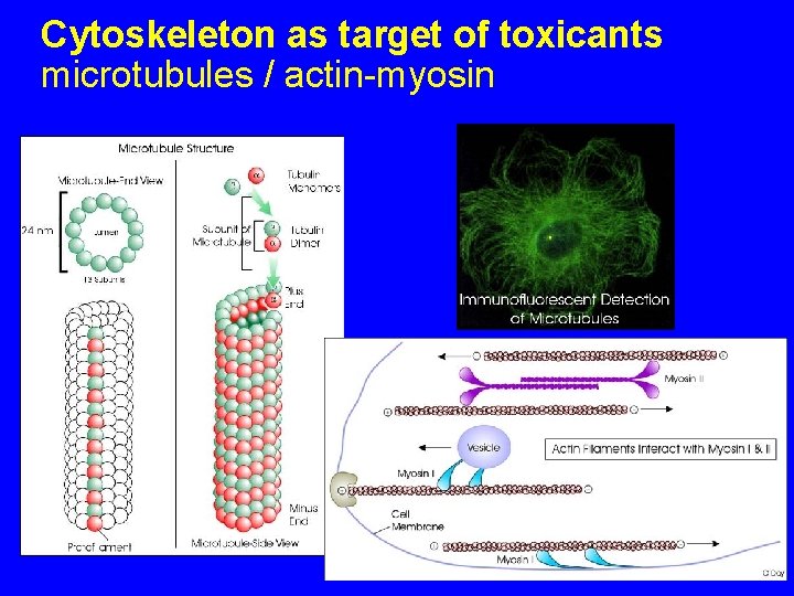 Cytoskeleton as target of toxicants microtubules / actin-myosin 