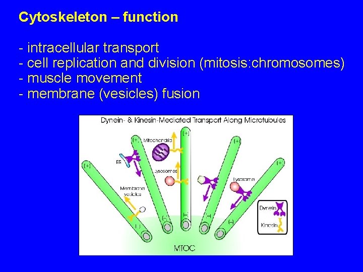 Cytoskeleton – function - intracellular transport - cell replication and division (mitosis: chromosomes) -