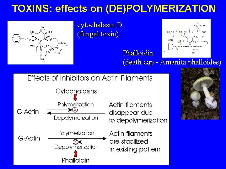 TOXINS: effects on (DE)POLYMERIZATION cytochalasin D (fungal toxin) Phalloidin (death cap - Amanita phalloides)