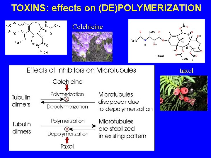TOXINS: effects on (DE)POLYMERIZATION Colchicine taxol 