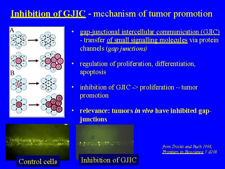 Inhibition of GJIC - mechanism of tumor promotion • gap-junctional intercellular communication (GJIC) -