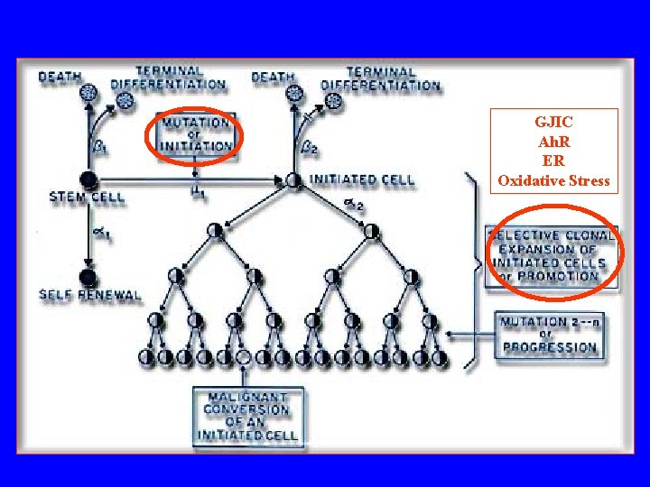 GJIC Ah. R ER Oxidative Stress 