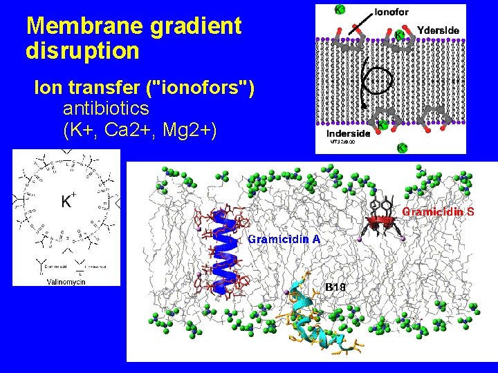 Membrane gradient disruption Ion transfer ("ionofors") antibiotics (K+, Ca 2+, Mg 2+) 