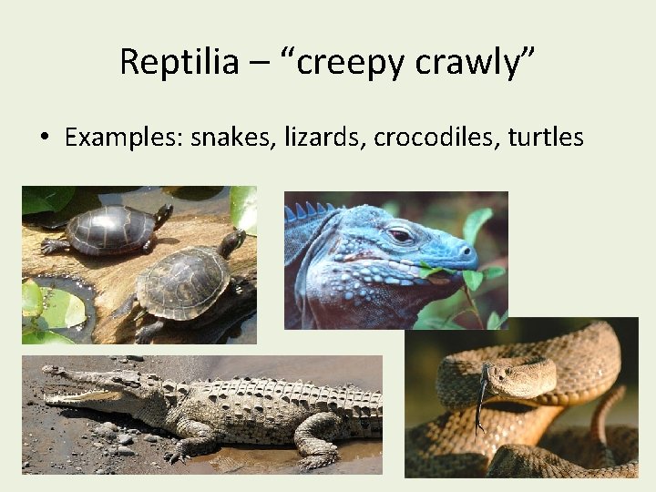 Reptilia – “creepy crawly” • Examples: snakes, lizards, crocodiles, turtles 